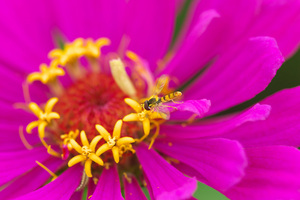 Canon EF100mm F2.8 マクロ USM 花の都公園