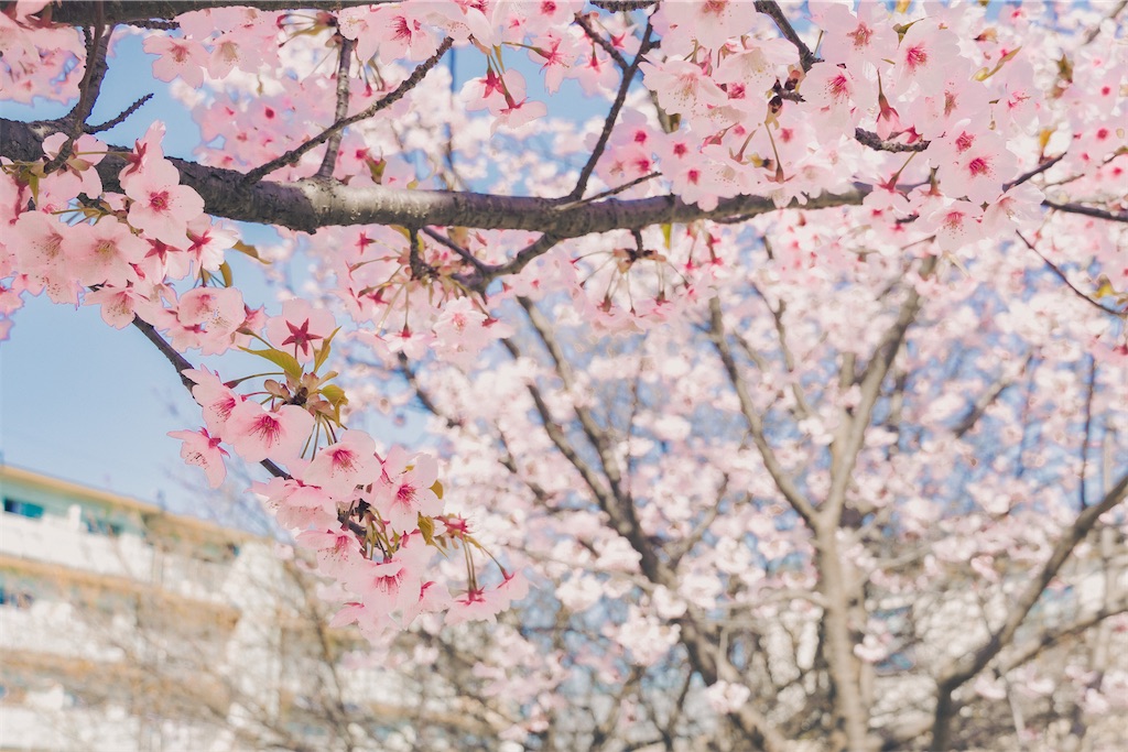 f:id:dstn18c:20230315194714j:image