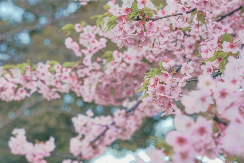 f:id:dstn18c:20260323232227j:image f:id:dstn18c:20260323232227j:image