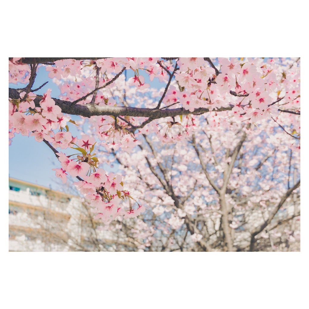 f:id:dstn18c:20260323232238j:image f:id:dstn18c:20260323232238j:image