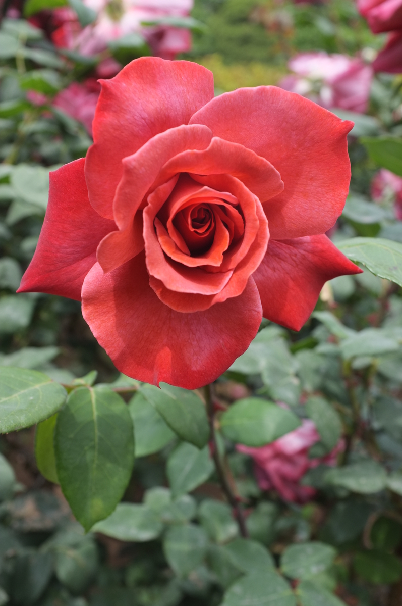 f:id:dtk1970:20190518215154j:plain
