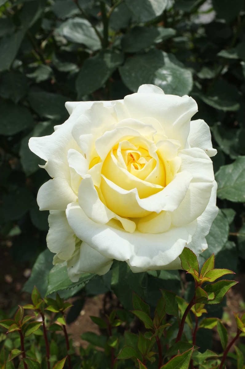 f:id:dtk1970:20190518215315j:plain