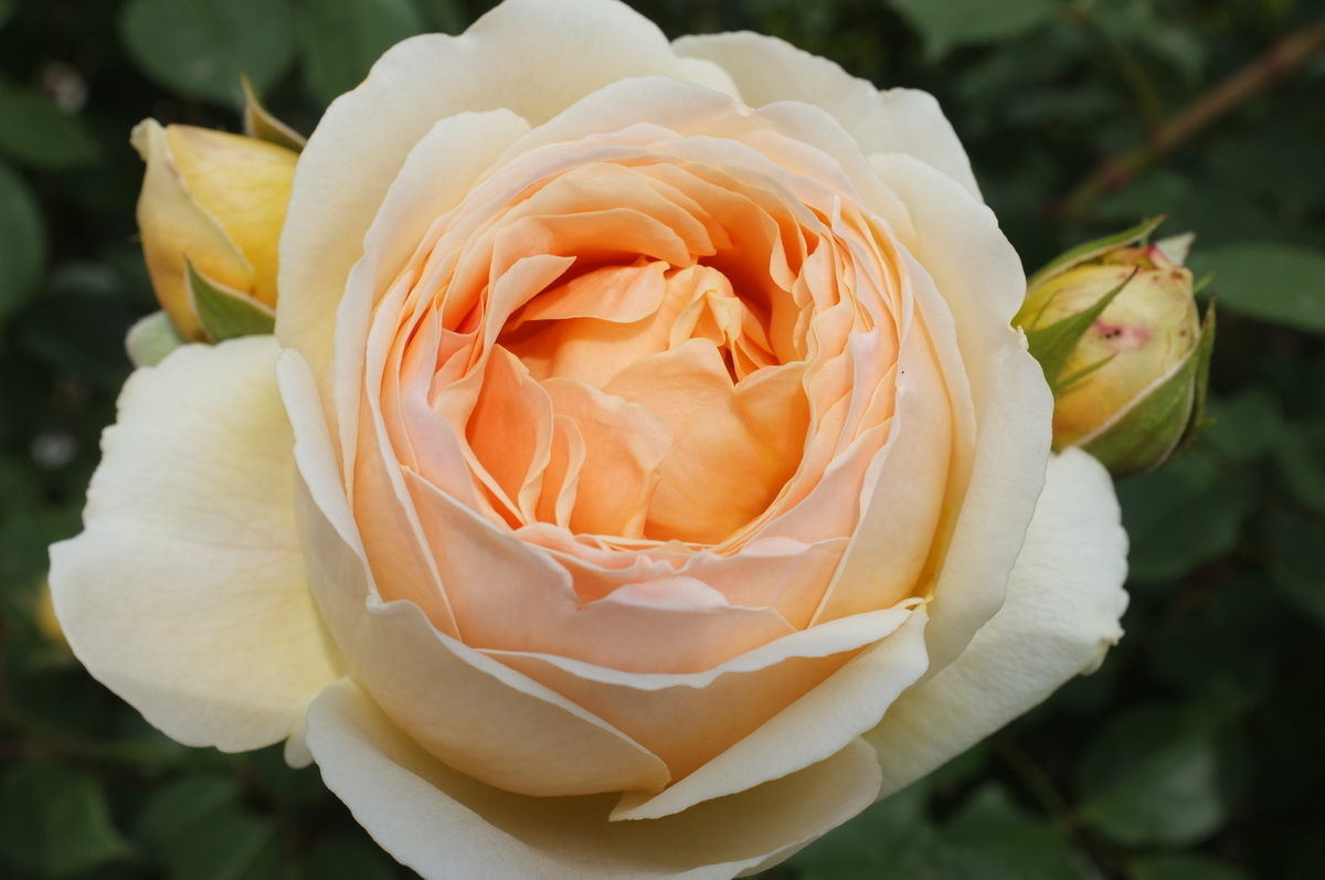 f:id:dtk1970:20190518215623j:plain