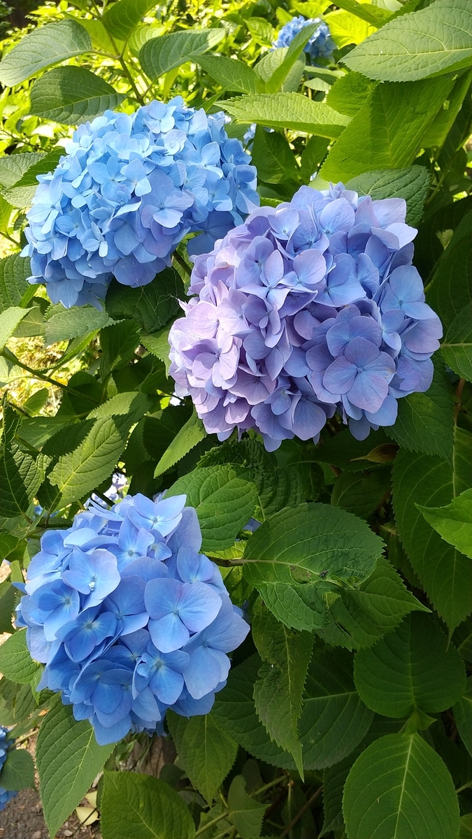 f:id:dtk1970:20210530170541j:plain