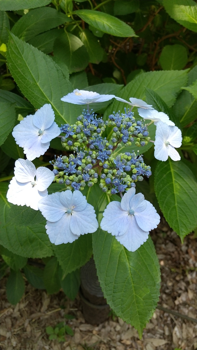 f:id:dtk1970:20210530170736j:plain