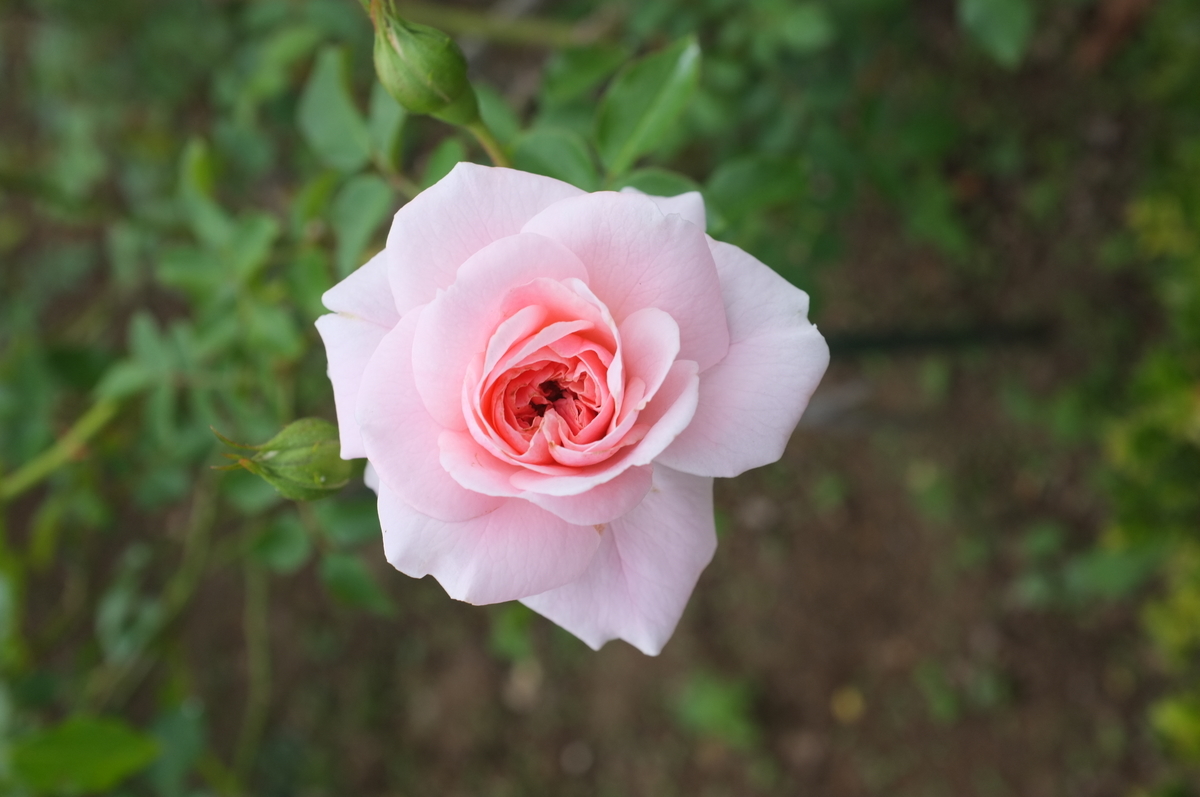 f:id:dtk1970:20211011234419j:plain