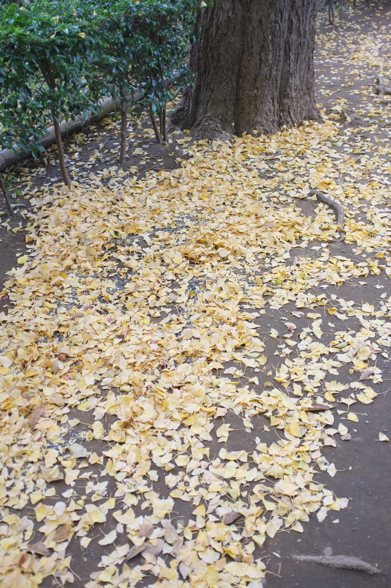 f:id:dtk1970:20211122204638j:plain