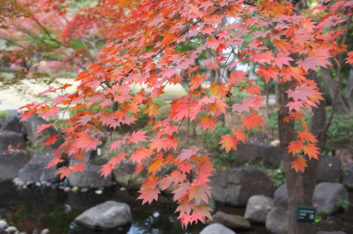 f:id:dtk1970:20211122204728j:plain