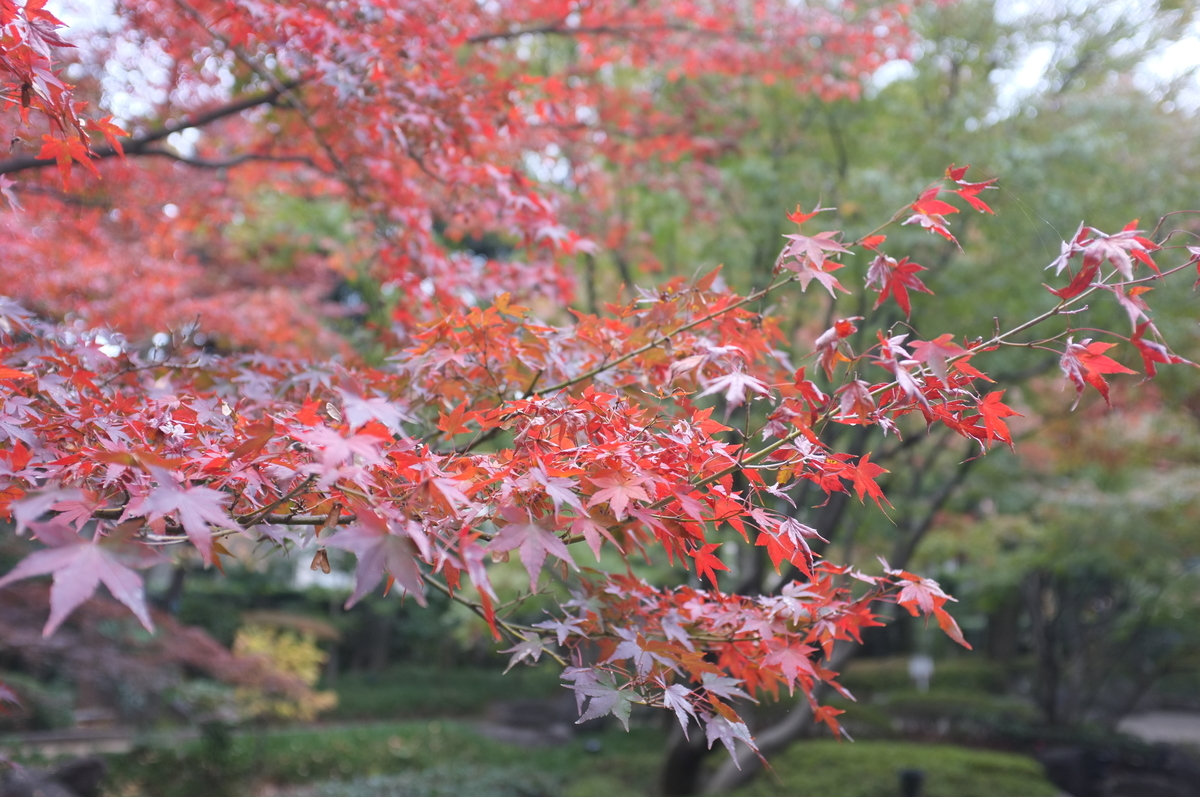 f:id:dtk1970:20211122204802j:plain