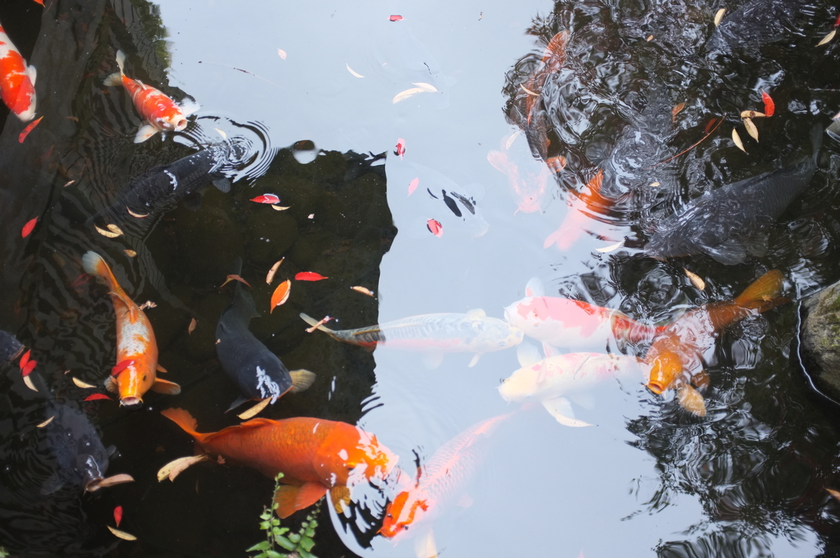 f:id:dtk1970:20211122204834j:plain