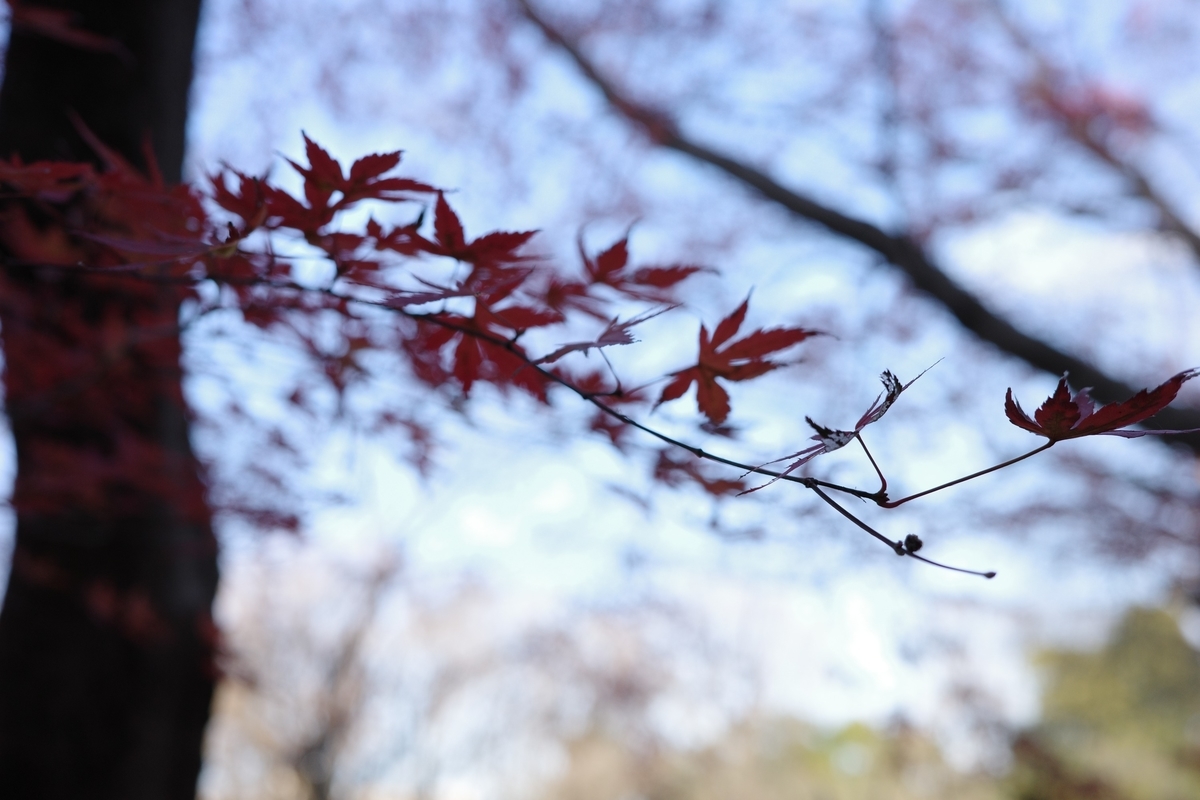 f:id:dtk1970:20211229163626j:plain