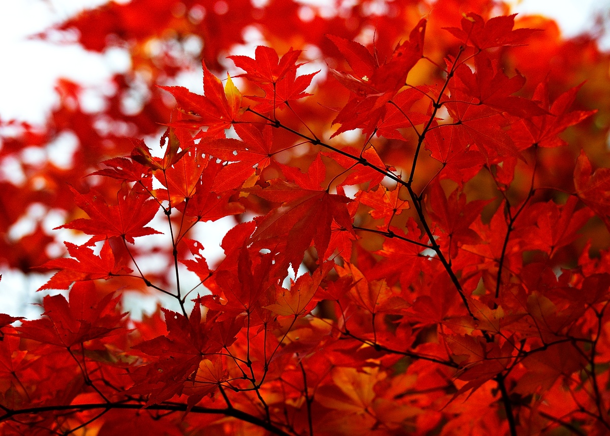 f:id:dualmoon:20141116062414j:plain:w800