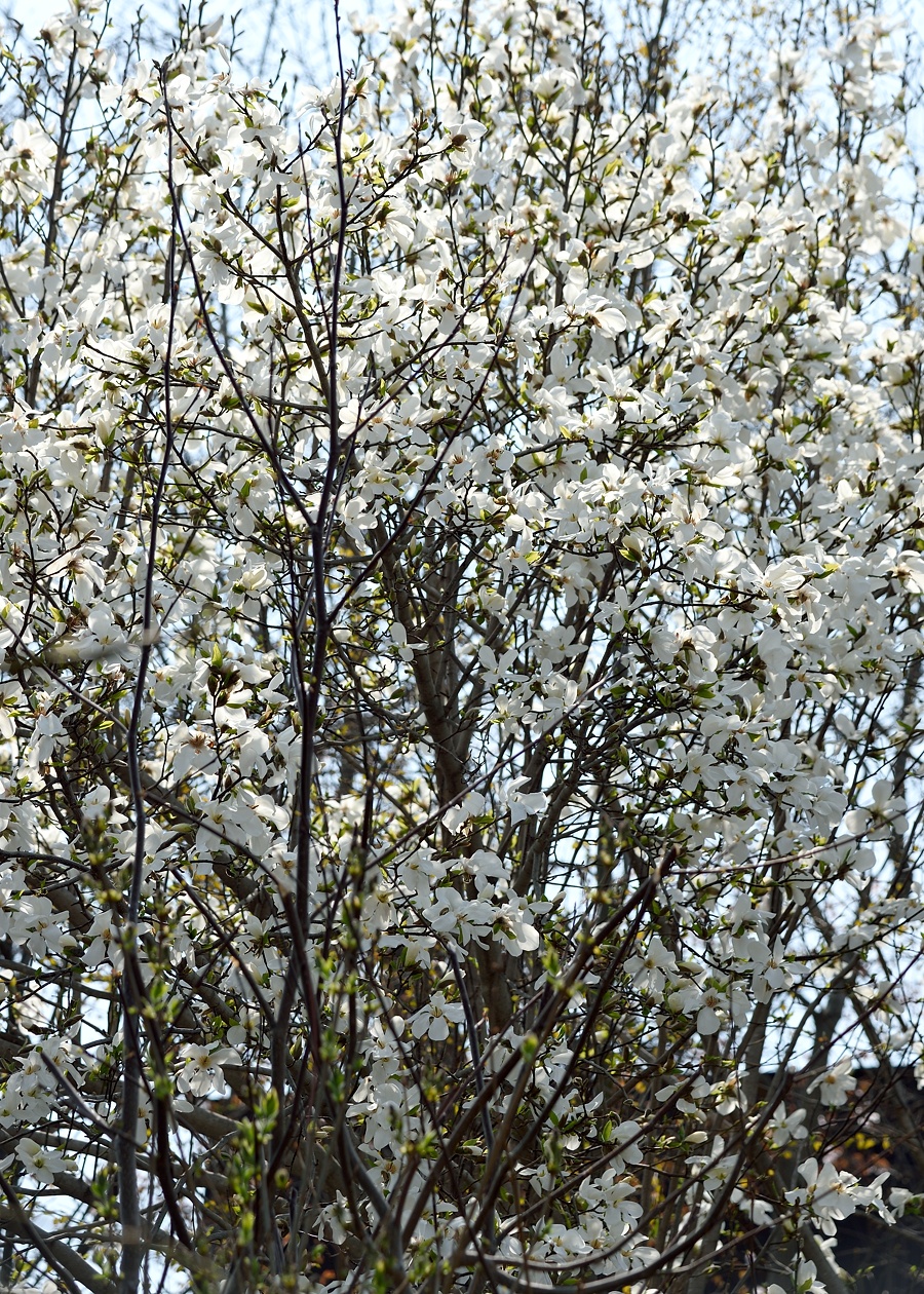 f:id:dualmoon:20150509121014j:plain:w700