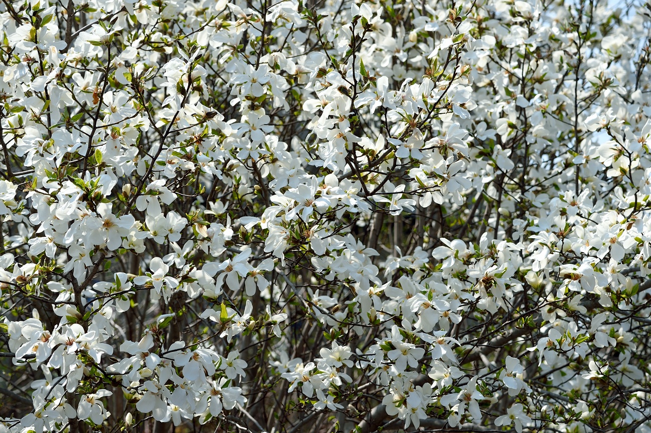 f:id:dualmoon:20150509121015j:plain:w900