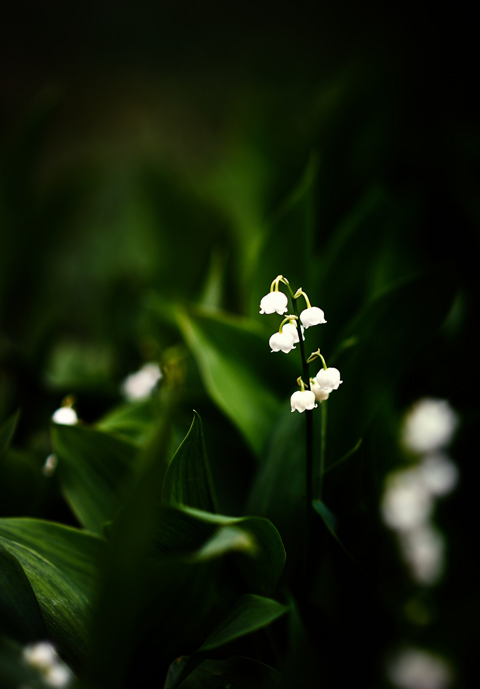 f:id:dualmoon:20180617111806j:plain:w700 f:id:dualmoon:20180617111806j:plain:w700
