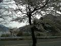 西湖の桜