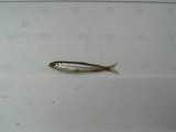 ワカサギ