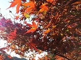紅葉