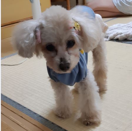 f:id:duanallman:20191105231400j:plain