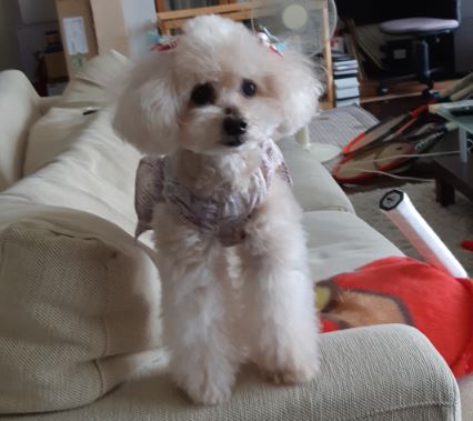 f:id:duanallman:20201007191931j:plain