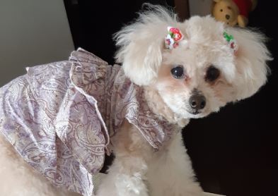 f:id:duanallman:20210420181513j:plain