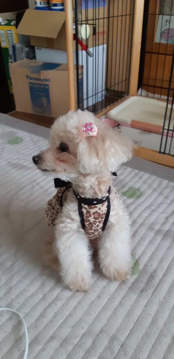 f:id:duanallman:20211022171039j:plain