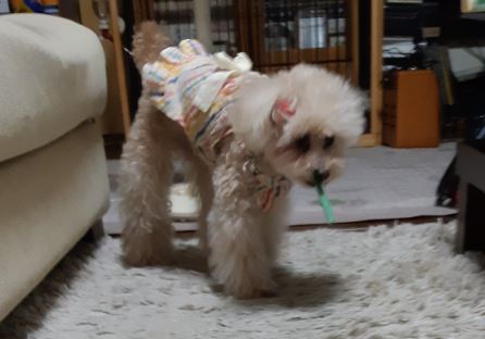 f:id:duanallman:20211022181428j:plain