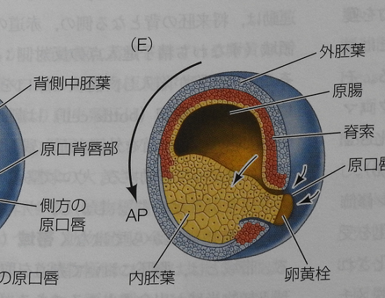 f:id:dubius0129:20180209220836p:plain f:id:dubius0129:20180209220836p:plain