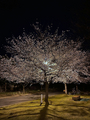 善光寺となり、城山公園の夜桜