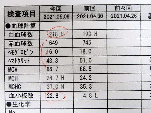 犬 糖尿病 インスリン8日目 診察日 小さな世界