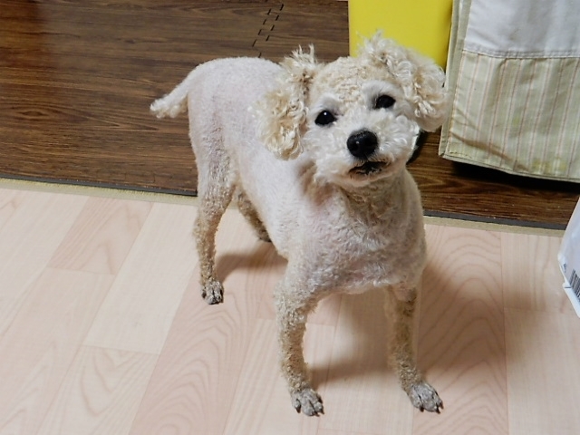 f:id:duckcar:20220304132948j:plain