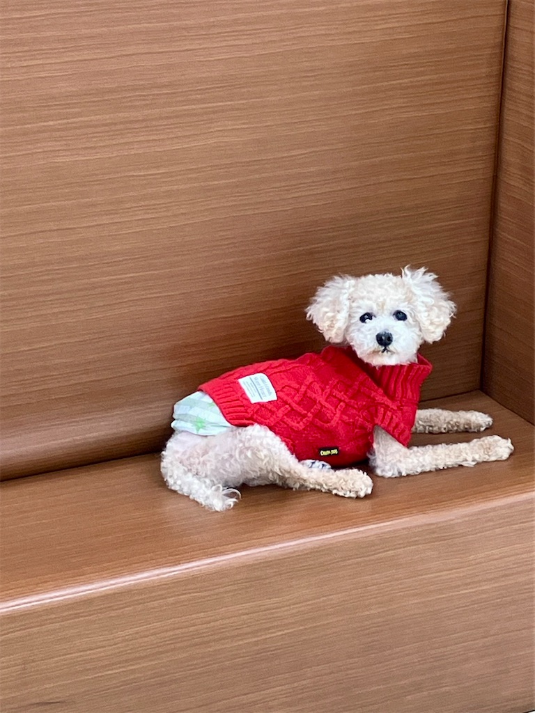 f:id:duckcar:20250209155637j:image