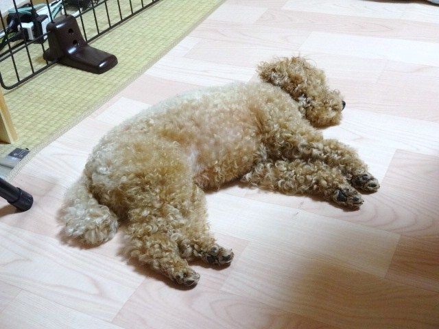 イメージ 5