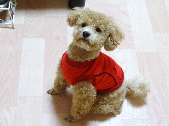 イメージ 5