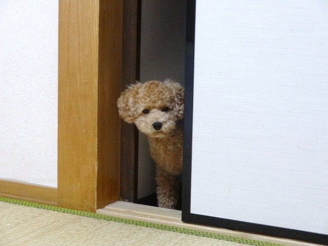 イメージ 7