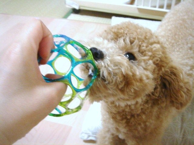 イメージ 8
