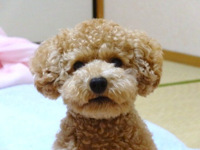 イメージ 5
