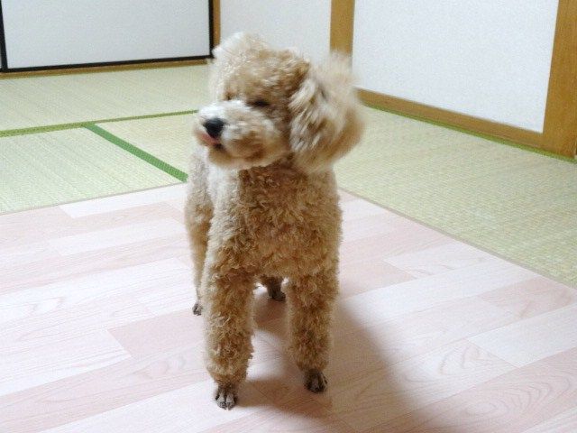 イメージ 11