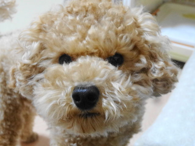 イメージ 5