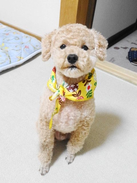 イメージ 4