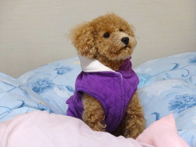 イメージ 5