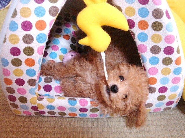イメージ 7