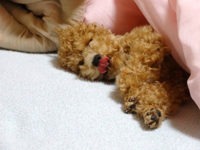 イメージ 9