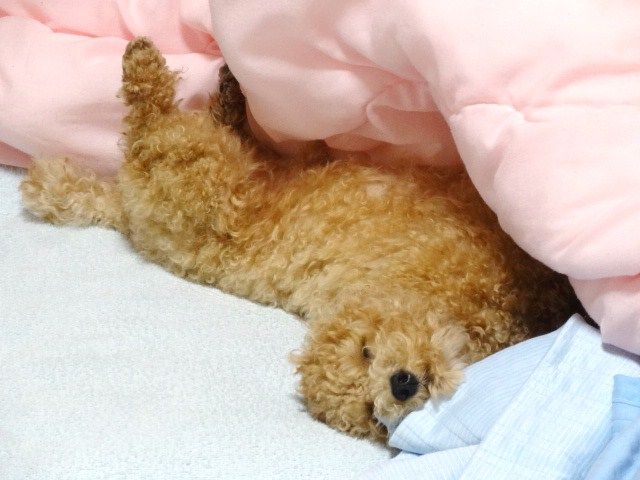 イメージ 7