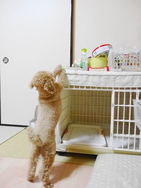 イメージ 6