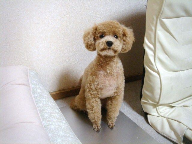 イメージ 9