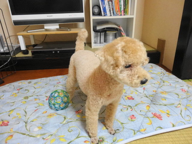 イメージ 8