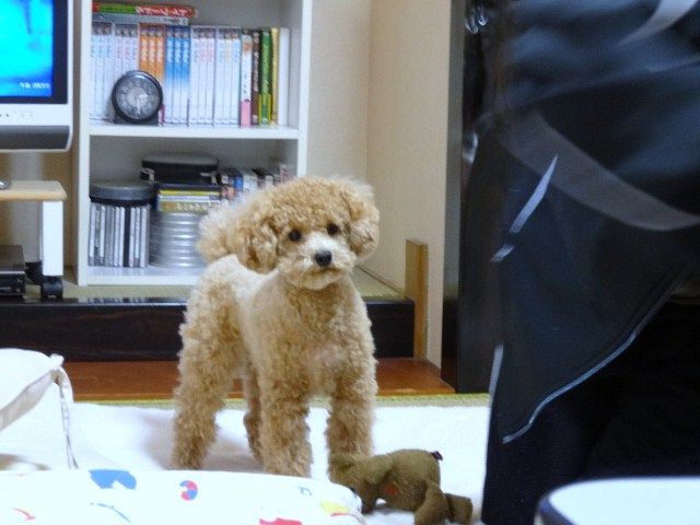 イメージ 6