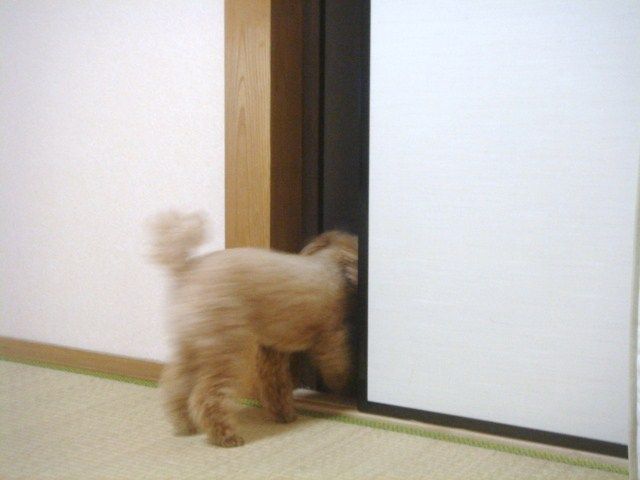 イメージ 5