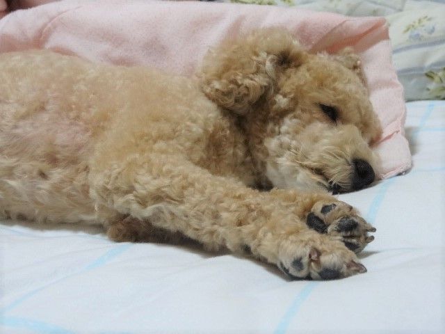 イメージ 6